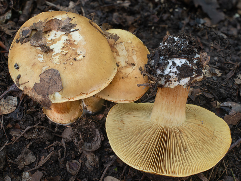 Cortinarius natalis